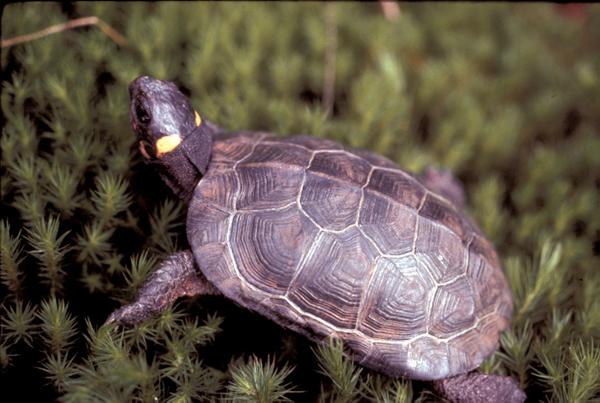 A bog turtle